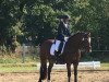 broodmare Finko Ivemelle (Welsh-Cob (Sek. D), 2005, from Llanarth Mostyn Triton)