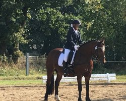 Zuchtstute Finko Ivemelle (Welsh-Cob (Sek. D), 2005, von Llanarth Mostyn Triton)