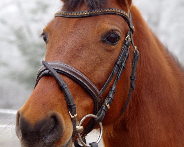 dressage horse Deldora (German Riding Pony, 2007, from Destino R)