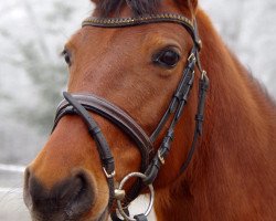 dressage horse Deldora (German Riding Pony, 2007, from Destino R)