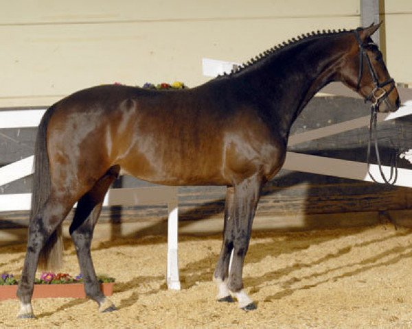 stallion Don Christiano (Zweibrücken, 2006, from Don Primero)