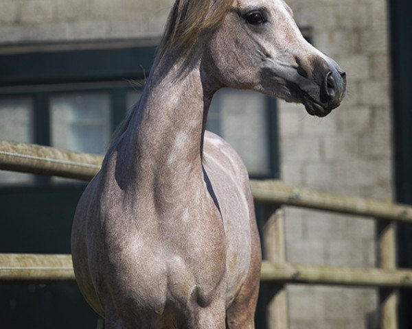 horse Hengst von MM Sergio/Mel Nebli (Arabian thoroughbred, 2015, from MM Sergio)