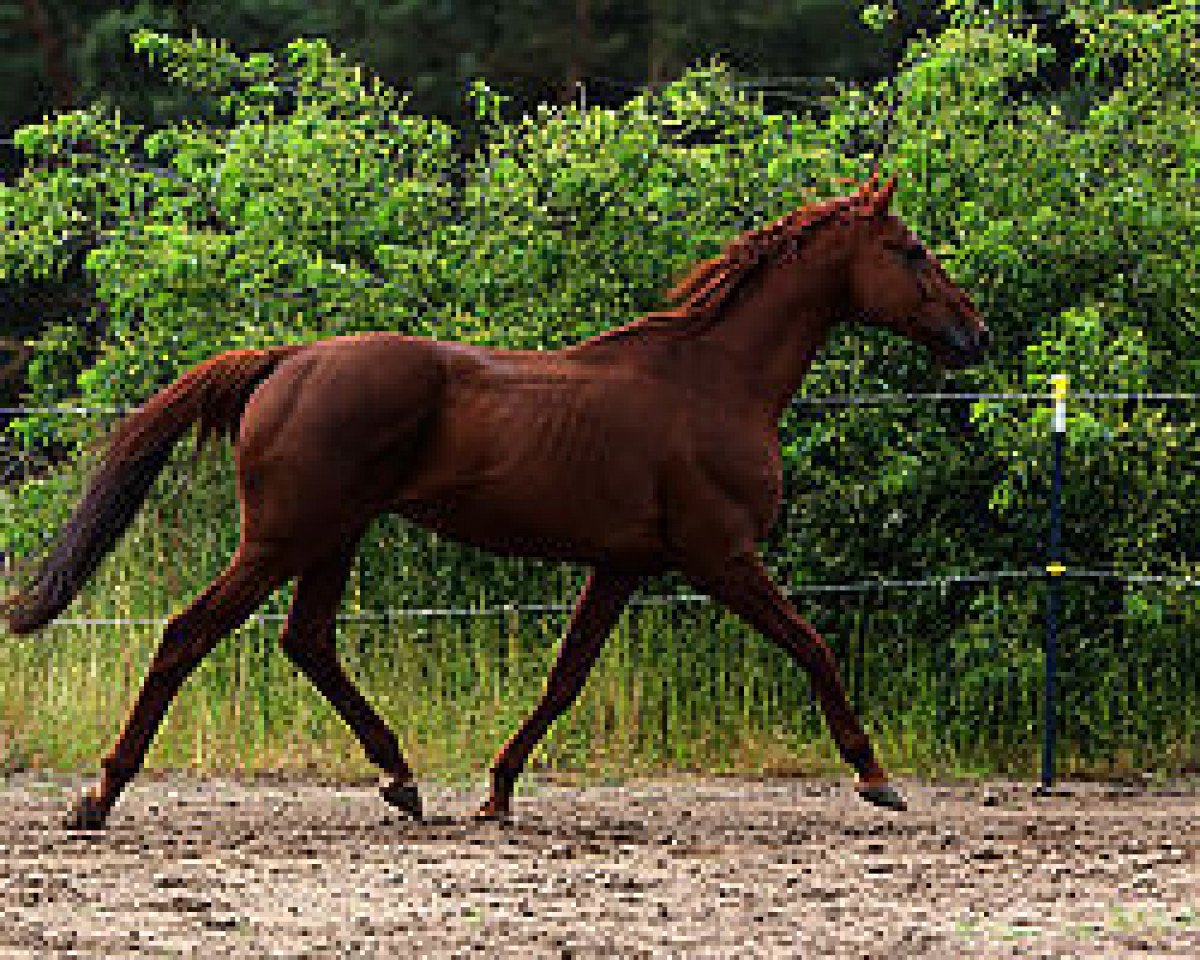 stallion Burma Gold xx (Thoroughbred, 2007, from Java Gold xx)