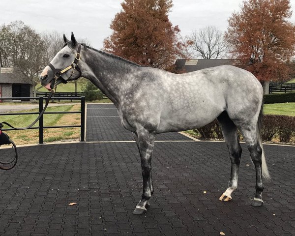 stallion Tacitus xx (Thoroughbred, 2016, from Tapit xx)