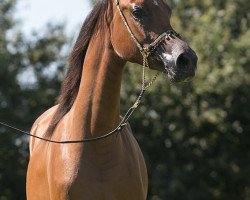 horse Stute von Etoryk/Kar Uranio Son (Arabian thoroughbred, 2015, from Etoryk)