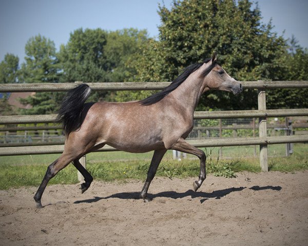 horse Stute von Etoryk (Arabian thoroughbred, 2015, from Etoryk)