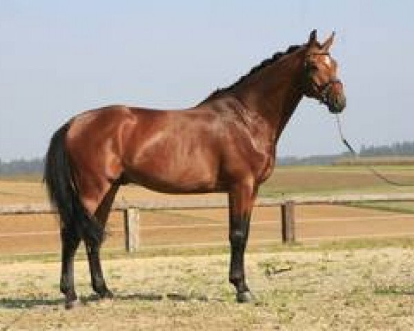 stallion August der Dritte FR (Hanoverian, 2003, from Argentinus)