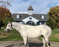 stallion Mohaymen xx (Thoroughbred, 2013, from Tapit xx)