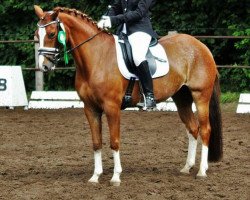 dressage horse Richters Rendezvous (German Riding Pony, 2012, from Famos)