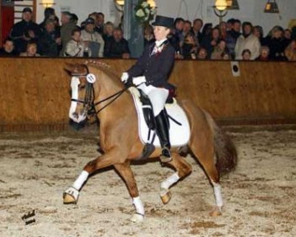 stallion Famos (German Riding Pony, 1994, from Twylands Firecracker)