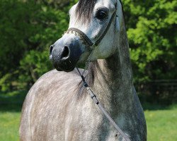 Pferd Hengst von Om el Bellisimo (Vollblutaraber, 2012, von Om El Bellissimo ox)