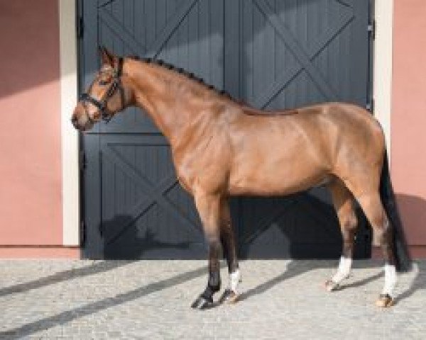 dressage horse Aaron (Hanoverian, 2010, from Ampère)