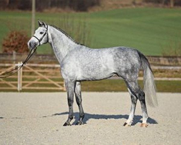 stallion Cervino H (Bavarian, 2012, from Cornet Obolensky)