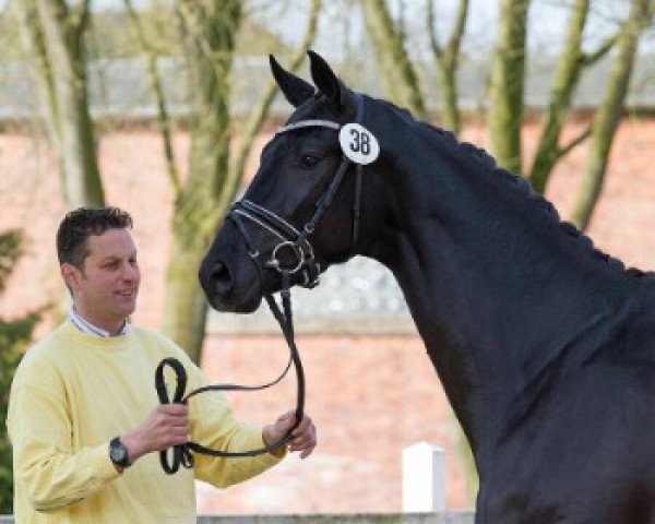 stallion Don K (Hanoverian, 2013, from Don Nobless)
