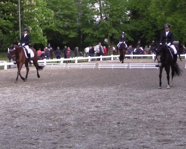 Reitturnier Meppen 2019