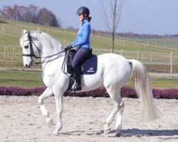 dressage horse Rustique (Danish Warmblood, 2002, from Heslegård's Rubin)