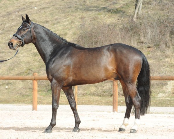 stallion Olimbos Merze (Selle Français, 2002, from Kannan)