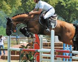 stallion Arkino Z (Zangersheide riding horse, 2008, from Arko III)