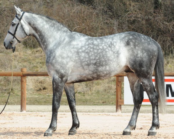 stallion Romeo de Villaret (Selle Français, 2005, from Mr Blue)