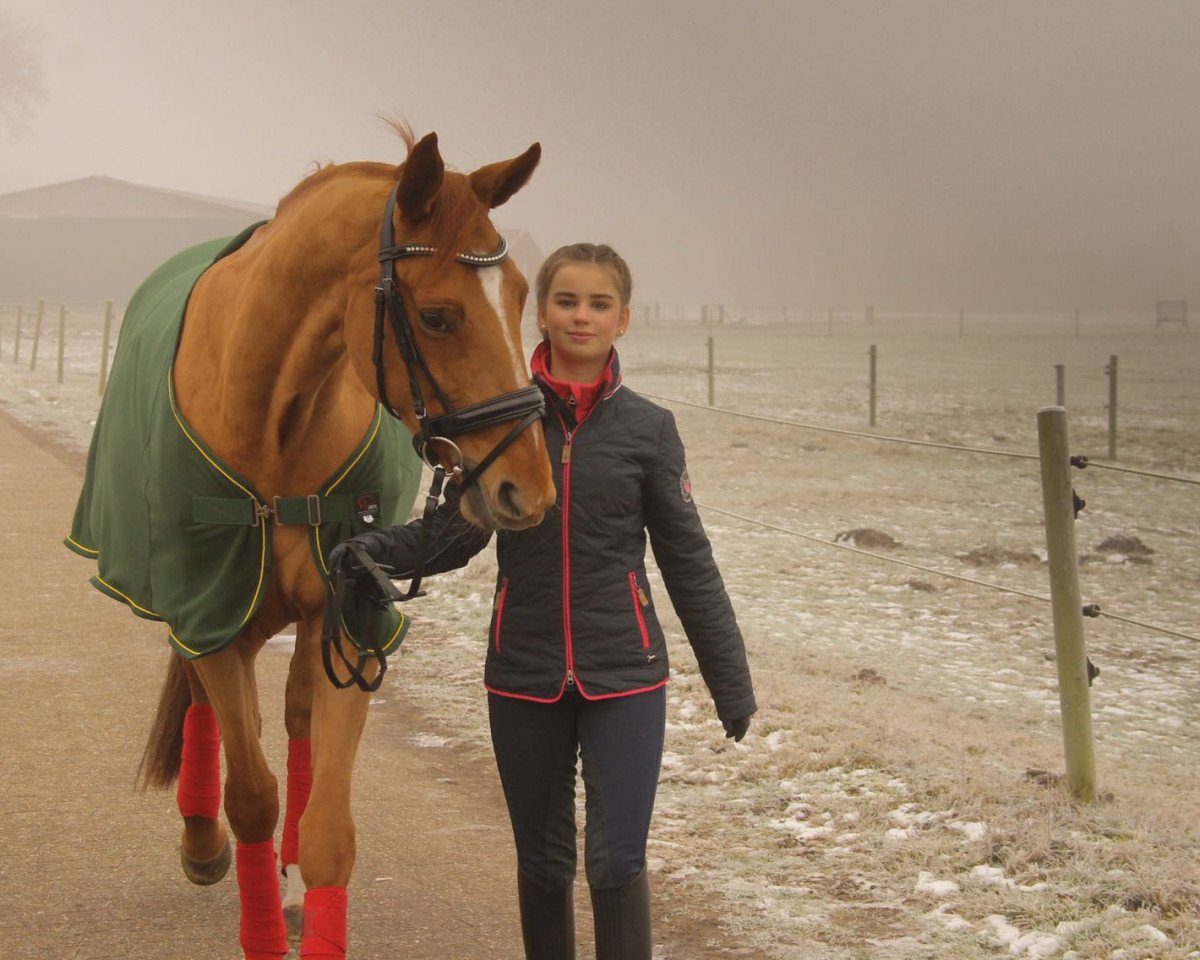 jumper Souvenirs Secret (Hanoverian, 2010, from Souvenir)
