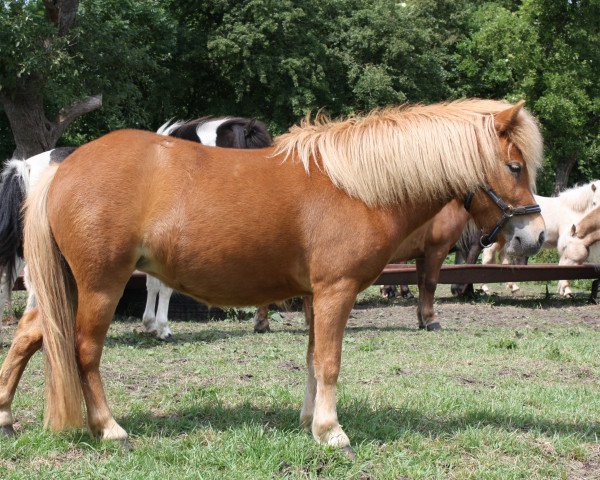 Zuchtstute Bibi vom Olendiek (Dt.Part-bred Shetland Pony, 2008, von Willi Weitblick)