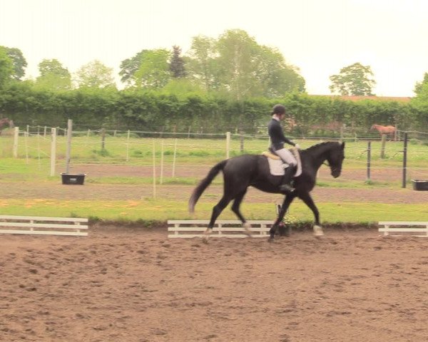Reitturnier Dallgow 2019