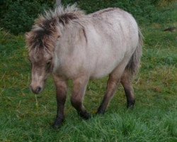 horse Welcome vom Olendiek (Dt.Part-bred Shetland pony, 2008, from Willi Weitblick)