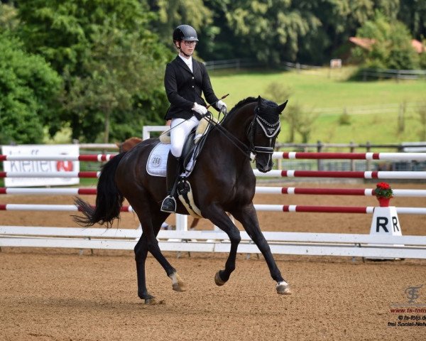 dressage horse Panamera 3 (Hanoverian, 2006, from Rubin Royal OLD)