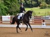 dressage horse Panamera 3 (Hanoverian, 2006, from Rubin Royal OLD)