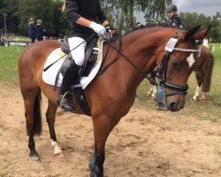 broodmare Malou 61 (German Riding Pony, 2006, from Mescalero)