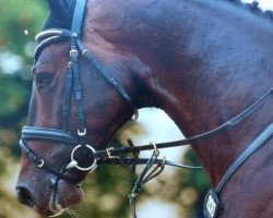 jumper Dapatero LA (KWPN (Royal Dutch Sporthorse), 2008, from Zapatero VDL)