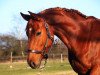 broodmare LieseLotte 33 (German Sport Horse, 2010, from Levistano)