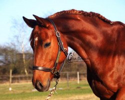 broodmare LieseLotte 33 (German Sport Horse, 2010, from Levistano)