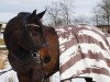 dressage horse Fit for Glory (Oldenburg, 2008, from Fidertanz)