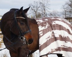 dressage horse Fit for Glory (Oldenburg, 2008, from Fidertanz)