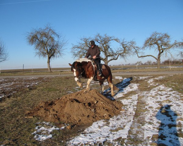 Pferd Fena (Polnisches Kaltblut, 2013, von Fan)