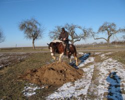 horse Fena (Polish Heavy Draft, 2013, from Fan)