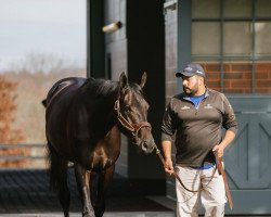 stallion Maxfield xx (Thoroughbred, 2017, from Street Sense xx)