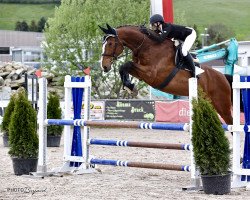 Springpferd Lovas T Vom Eich CH (Schweizer Warmblut, 2014, von Looping T CH)