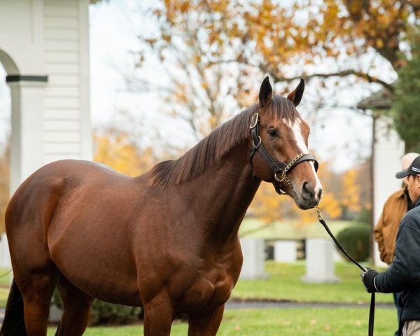 stallion Authentic xx (Thoroughbred, 2017, from Into Mischief xx)