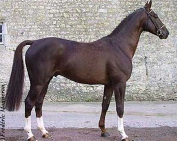 stallion Javollo (Selle Français, 1997, from Ryon d'Anzex AA)