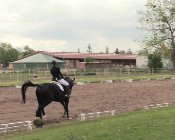 Reitturnier Dallgow 2019