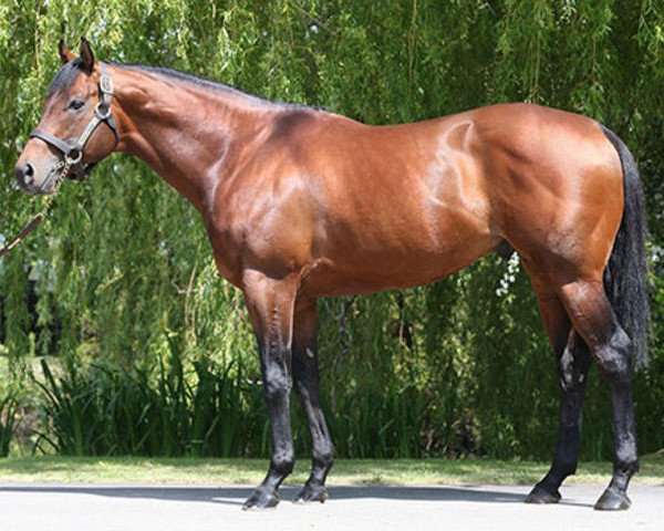 stallion Makfi xx (Thoroughbred, 2007, from Dubawi xx)