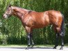 stallion Makfi xx (Thoroughbred, 2007, from Dubawi xx)