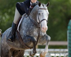 dressage horse Kiltealy Diamond T (Mecklenburg, 2010, from D'Olympic)