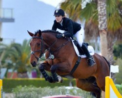 jumper Indi 28 (Belgian Warmblood, 2008, from Erco van het Roosakker)