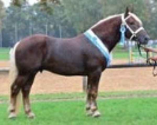 stallion Severin (South German draft horse, 2012, from Salvator II)