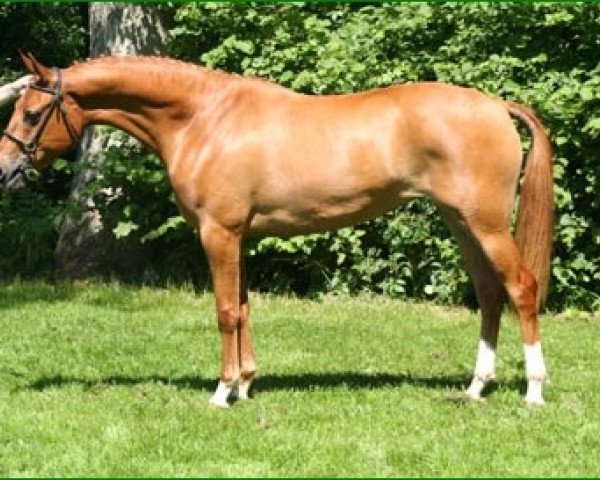 broodmare Bjirmen's Tjitske (Nederlands Welsh Ridepony, 2002, from Goldwind Empire's Design)