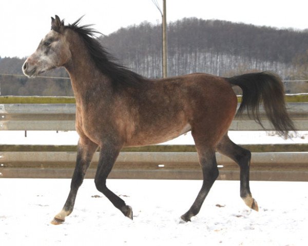 Pferd Szagos (Vollblutaraber, 2014)