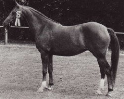 broodmare Kooihuster Ytsje (Nederlands Welsh Ridepony, 1979, from Burstye Orpheus)